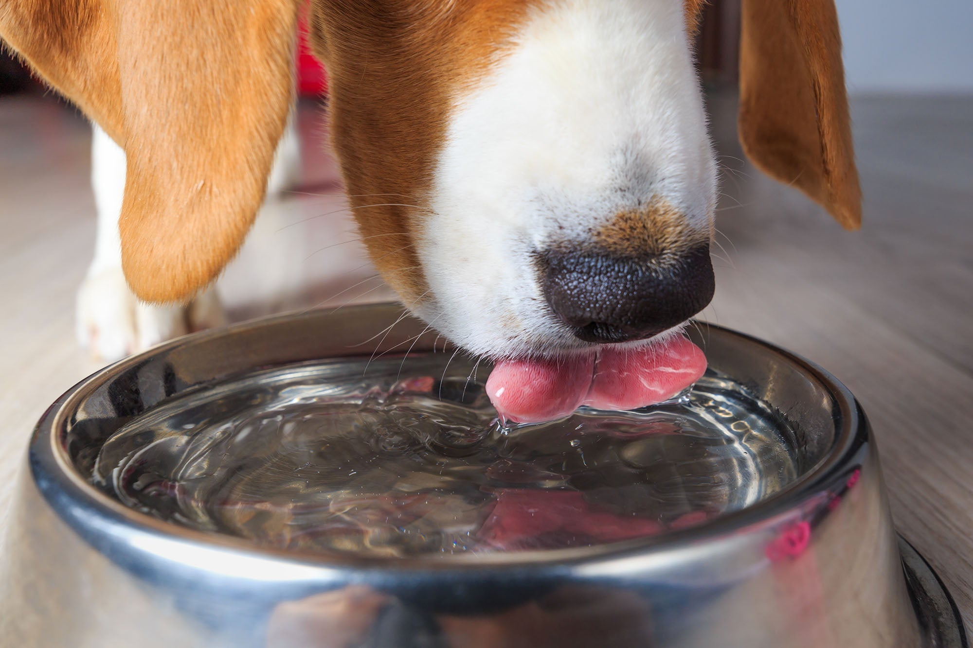 Benefits of soaking 2025 dry dog food